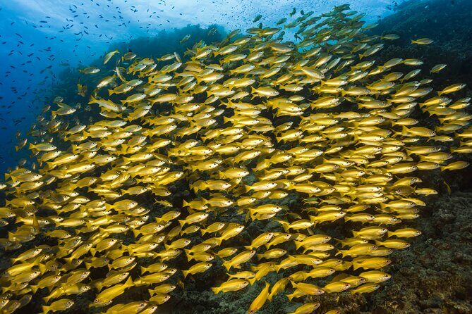 Premium Guided Dive Trip - Outer Great Barrier Reef - Authentic Experiences Shared by Travelers