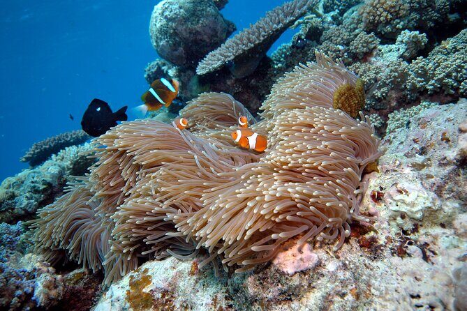 Premium Guided Dive Trip - Outer Great Barrier Reef - Who Will Love This Tour?