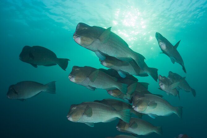 Premium Guided Dive Trip - Outer Great Barrier Reef - The Sum Up