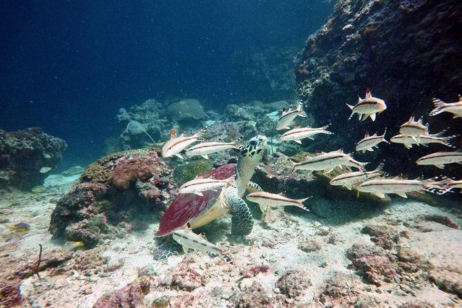 Premium Guided Scuba Diving Day Trip for Certified Divers - An In-Depth Look at the Phuket Scuba Day Trip