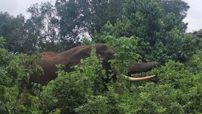 Premium Luxury Tanzania Safari Experience: Explore in 4 Days - Key Points