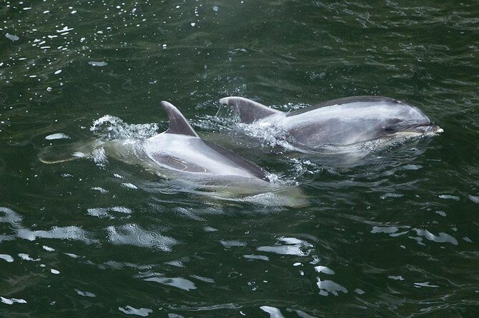 Premium Milford Sound Small Group Tour & Cruise from Queenstown - Return Journey and Final Impressions