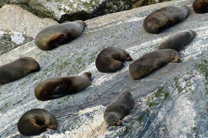 Premium Milford Sound Small Group Tour & Cruise from Queenstown - FAQs