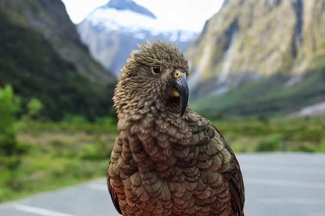 Premium Milford Sound Tour, Cruise & Lunch from Te Anau - Final Words