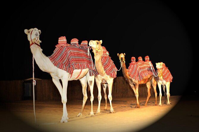Premium Private Desert Safari with Camel Ride & Live BBQ Dinner - Key Points