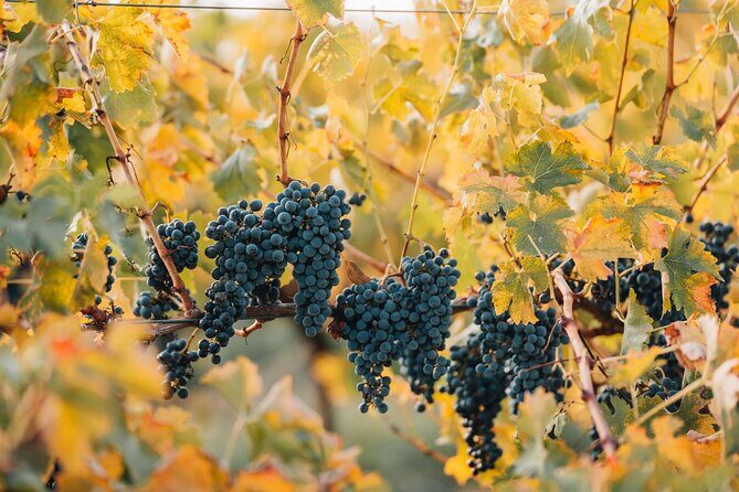 Premium Private Winery Tour: Customizable Experience - The Sum Up