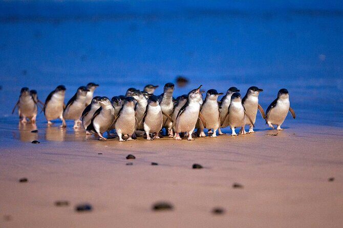 Premium Small Group Philip Island eco Tour - Key Points