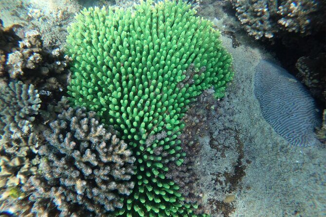 PREMIUM snorkel & islands hopping by SPEEDBOAT-Seafood BBQ(MAX12) - Who Should Book This Tour?