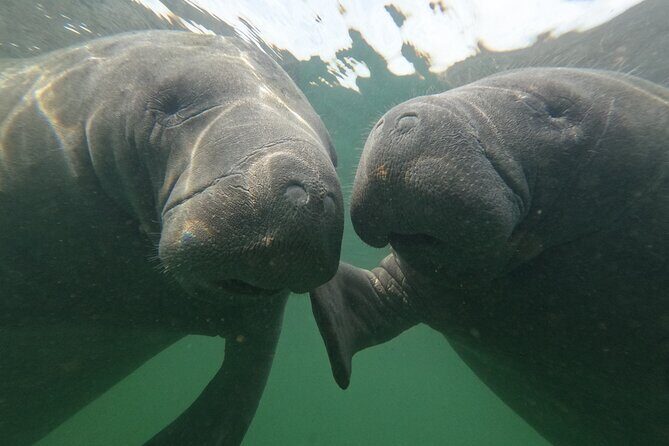 Preseason Special Snorkeling with Manatees Experience - The Value: How Does It Stack Up?