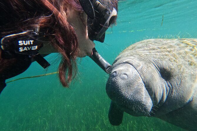 Preseason Special Snorkeling with Manatees Experience - Who Should Book This Tour