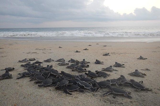 Preserving Baby Sea Turtles And Filling You With Energy In Bioluminescent Lights - Key Points