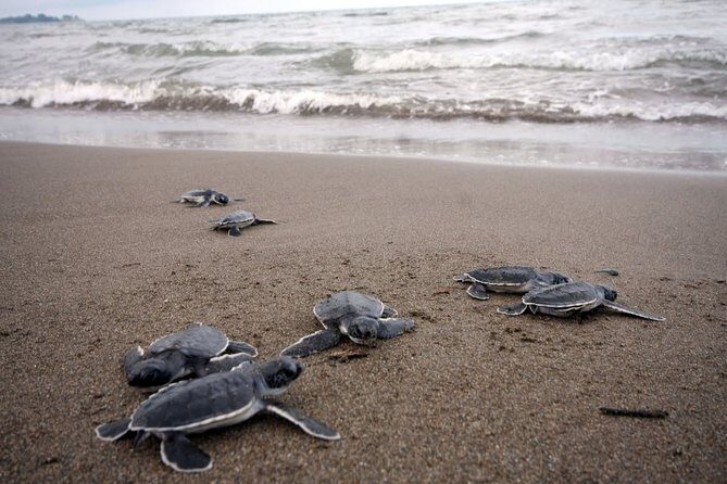 Preserving Baby Sea Turtles And Filling You With Energy In Bioluminescent Lights - Practical Details and Value