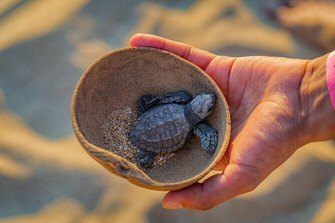 Preserving Baby Sea Turtles And Filling You With Energy In Bioluminescent Lights - Authentic and Positive Feedback