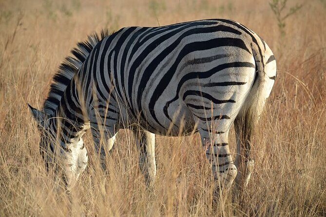 Pretoria and Lion Park Safari Experience - Frequently Asked Questions