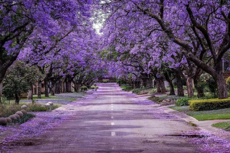 Pretoria: Half-Day City Tour with Hotel Pickup - The Sum Up: A Solid Introduction to Pretoria