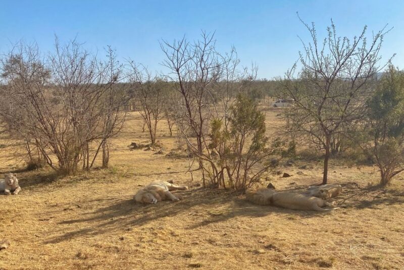Pretoria: Pretoria City and Lion Park Tour - FAQ