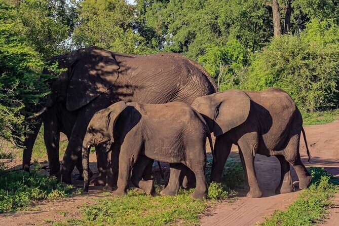 Prime Safari Game Drive with Gin Tonic and Amarula break - Final Thoughts
