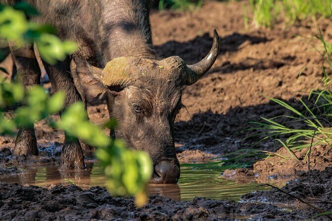 Prime Safari Game Drive with Gin Tonic and Amarula break - FAQs