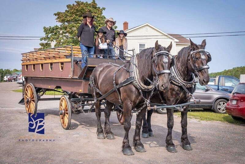 Prince Edward Island: Horse-Drawn Carriage Tour - Prince Edward Island: Horse-Drawn Carriage Tour – A Charming Peek into Charlottetown’s Past