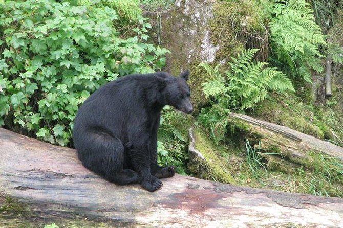 Prince of Wales Island Bear-Viewing Tour By Air From Ketchikan - Key Points: