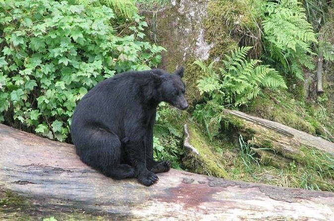Prince of Wales Island Bear-Viewing Tour By Air From Ketchikan - Wildlife in Action
