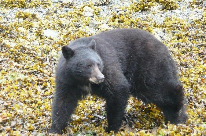 Prince of Wales Island Bear-Viewing Tour By Air From Ketchikan - Analyzing the Value