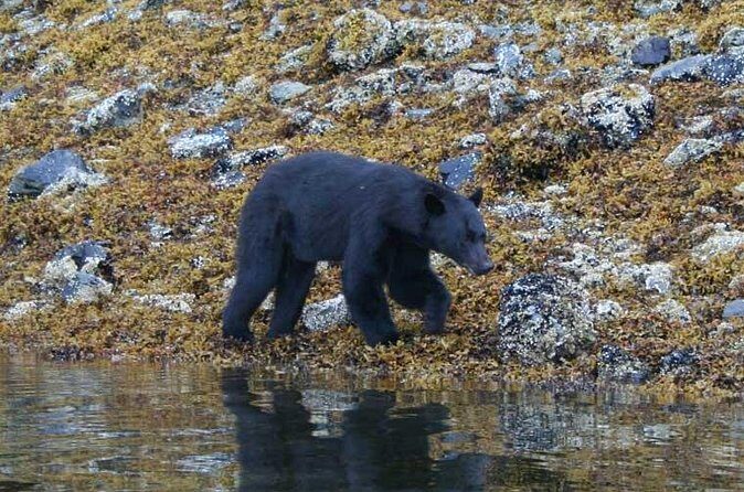 Prince of Wales Island Bear-Viewing Tour By Air From Ketchikan - Final Thoughts — Who Should Consider This Tour?