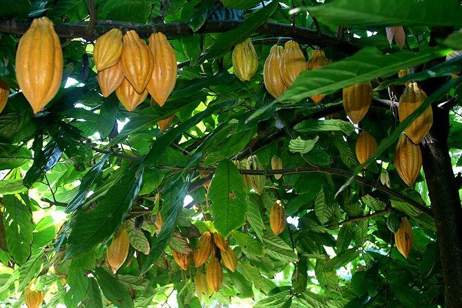 Princeville Botanical Gardens Tour and Chocolate Tasting Ticket - Who Will Appreciate This Tour?