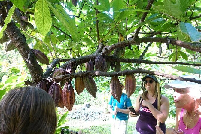 Princeville Botanical Gardens Tour and Chocolate Tasting Ticket - Final Thoughts