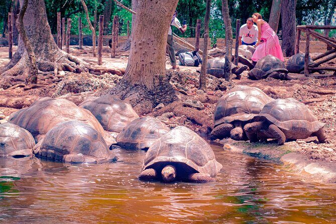 Prison Island And Nakupenda Sandbank Excursion - FAQ