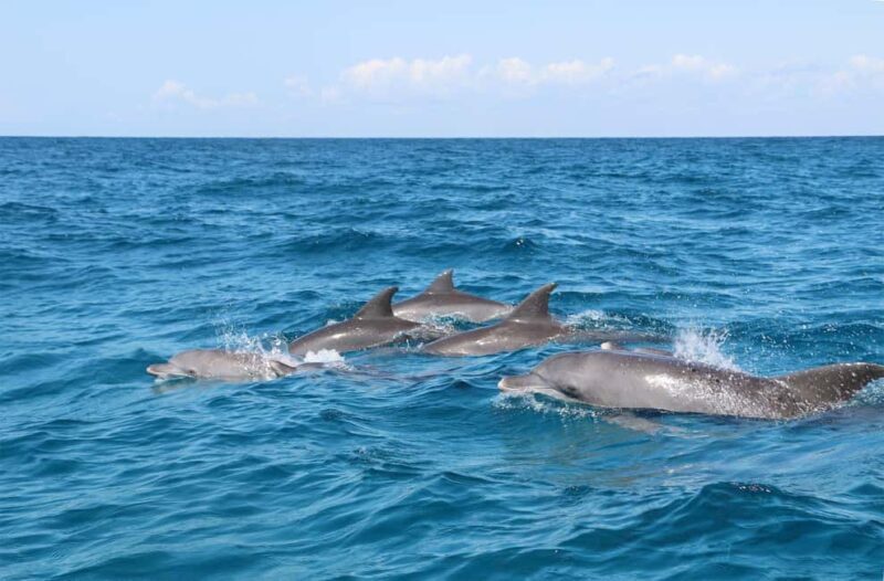 Prison Island, Lunch Break Experience, Mnemba Dolphin Tour - A Practical, Authentic Day in Zanzibar