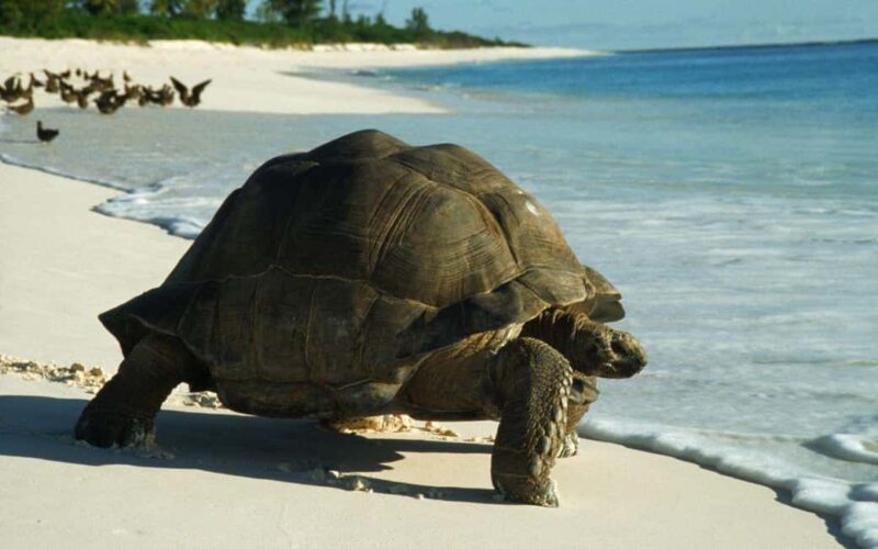 Prison Island Tour, Zanzibar Lunch Break Experience - Key Points