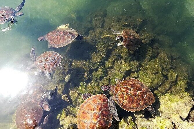 Prison island(Changuu island) & stone town walking tour - Frequently Asked Questions