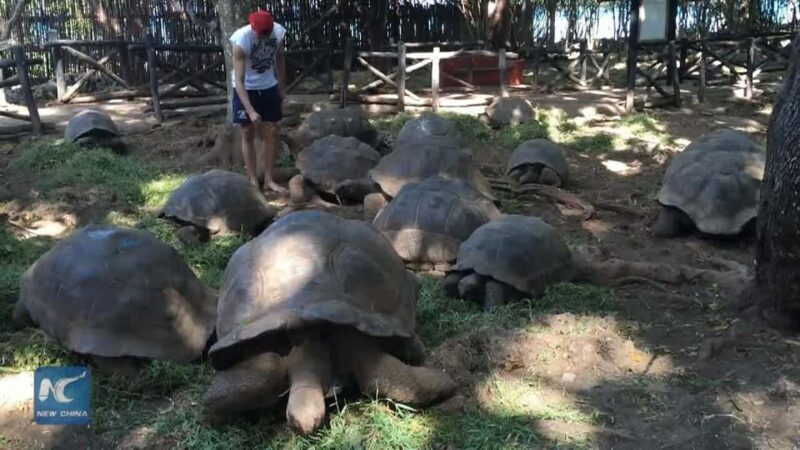 Prison island,Nakupenda SandBank,Stone town and Spice farm - An Overview of the Tour Experience