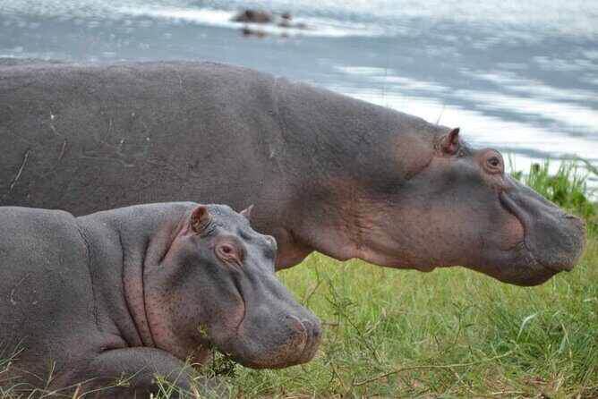 Private 1 Day Akagera Big Five Safari with pick up and lunch. - A Well-Rounded, Authentic Experience