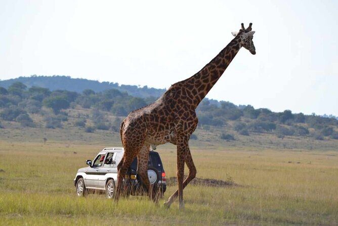 Private 1 Day Akagera Big Five Safari with pick up and lunch. - FAQs