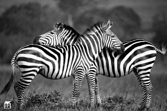 Private 1 Day Akagera Big Five Safari with pick up and lunch. - Final Thoughts