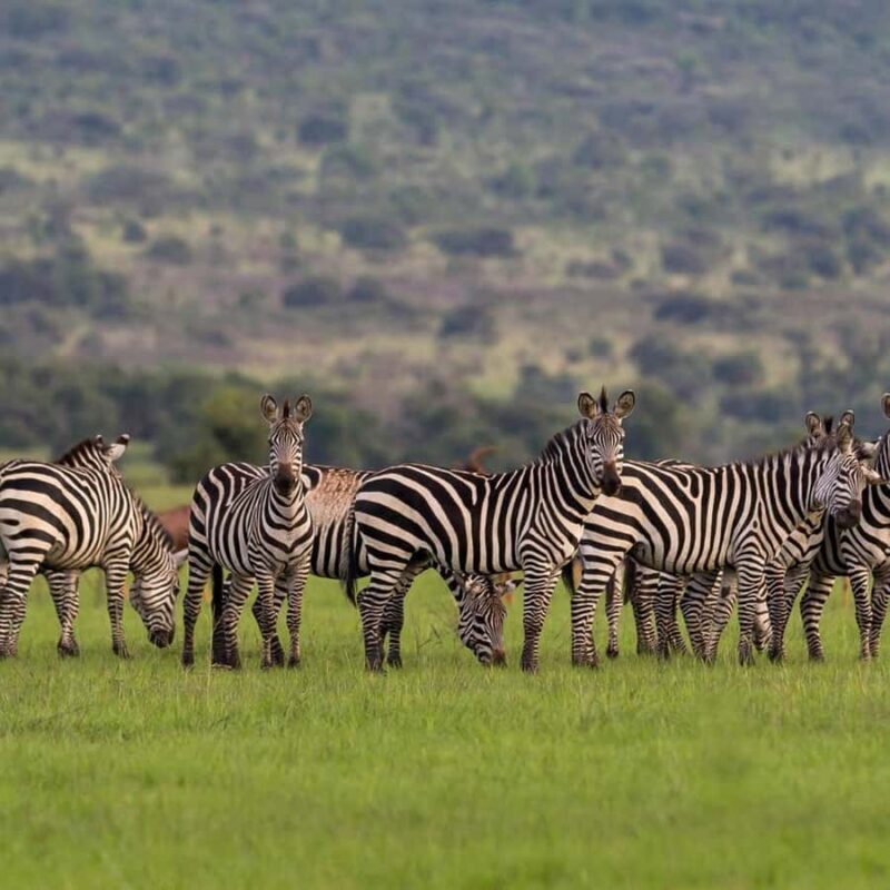 Private 1 Day Akagera Safari with Pick-up and Lunch. - Deep Dive into the Itinerary