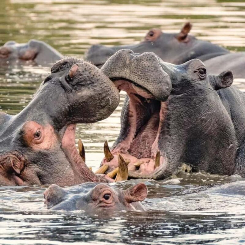 Private 1 Day Akagera Safari with Pick-up and Lunch. - Who Is This Tour Best For?