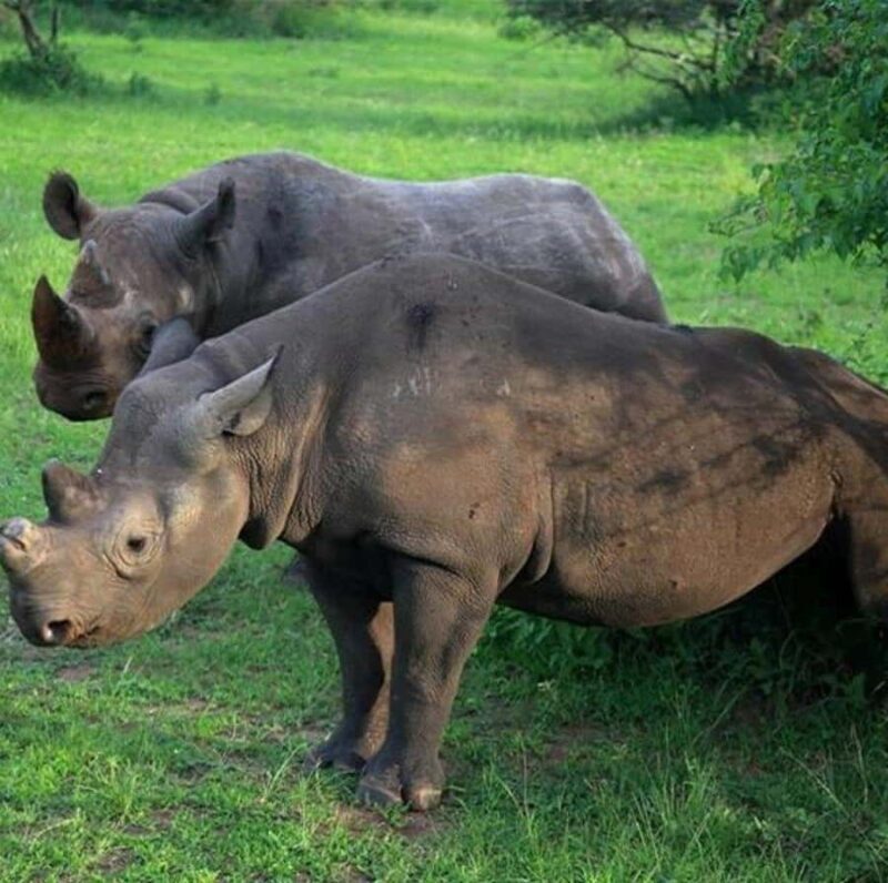 Private 1 Day Akagera Safari with Pick-up and Lunch. - Final Thoughts