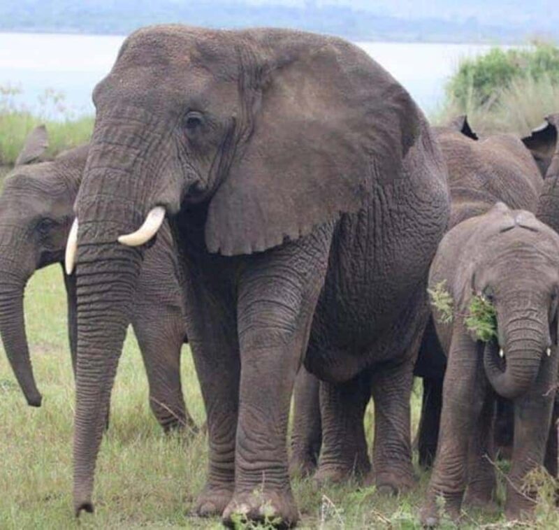 Private 1 Day Akagera Safari with Pick-up and Lunch. - FAQ