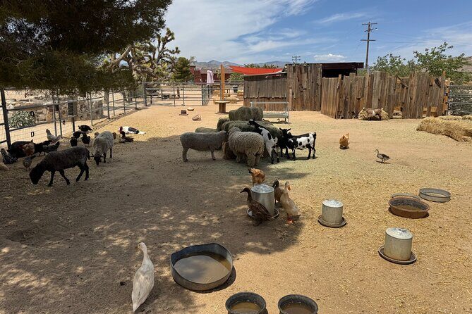 Private 1 Day Tour to Joshua Tree National Park - Price and Value