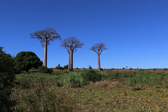 Private 14-Day Classic Route Tour in Madagascar - Wrapping up with History and Culture in Antananarivo