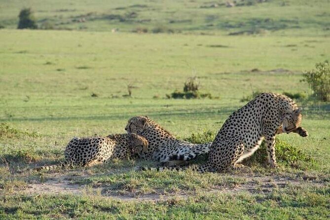 Private 2 Day Diani Beach to Tsavo East Tour - A Closer Look at the 2-Day Diani Beach to Tsavo East Safari