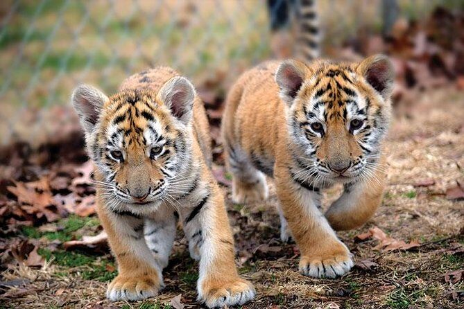Private 2-Day Tour to Ranthambhore Tiger Safari from Jaipur - What’s Included and What’s Not