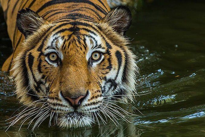 Private 2-Day Tour to Ranthambhore Tiger Safari from Jaipur - Authentic Experiences and Traveler Feedback