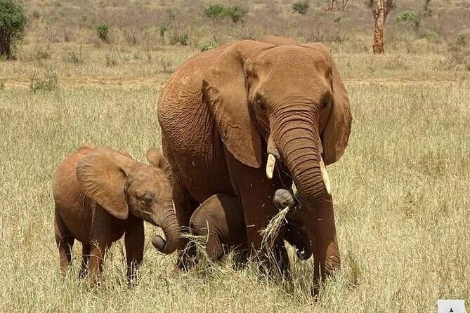 Private 2 Days Safari Tsavo East from Watamu - A Closer Look at the Itinerary