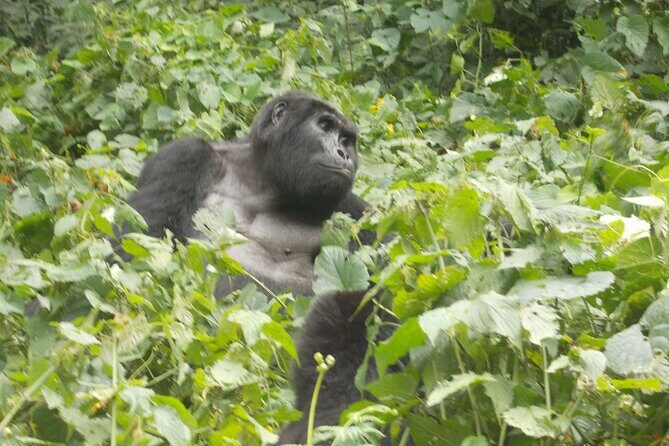 Private 2 Days Volcano Golden Monkey and Bwindi Gorilla Trek - Key Points