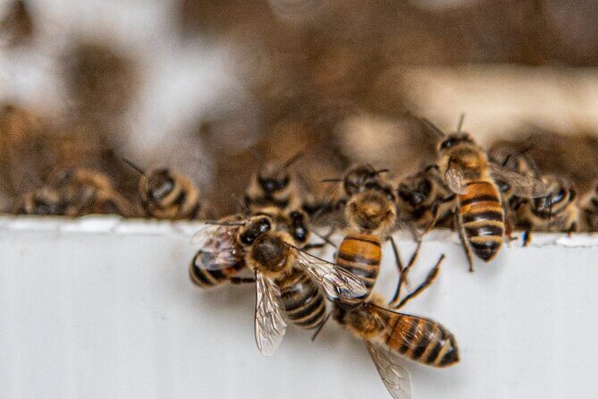 Private 2-Hour Beekeeping Classroom Tour in Honokaa - What Reviewers Say