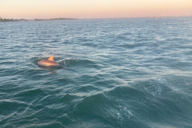 Private 2-Hour Dolphin and Sightseeing Tour - Final Thoughts